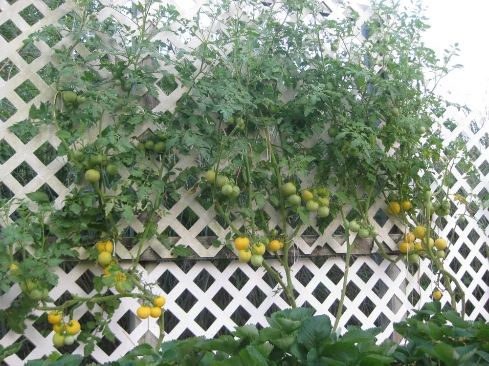 Reliable landscape installation with custom design in Wilmington, NC by Long Leaf Organics