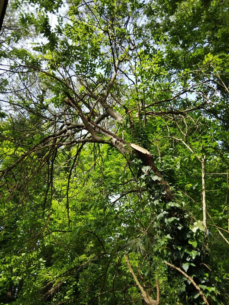 Top-rated landscape installation in Cumming, GA by Long Wood