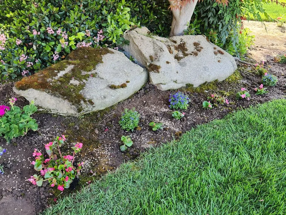 Reliable yard cleanup service in Madera, CA by Longhorn Landscapes