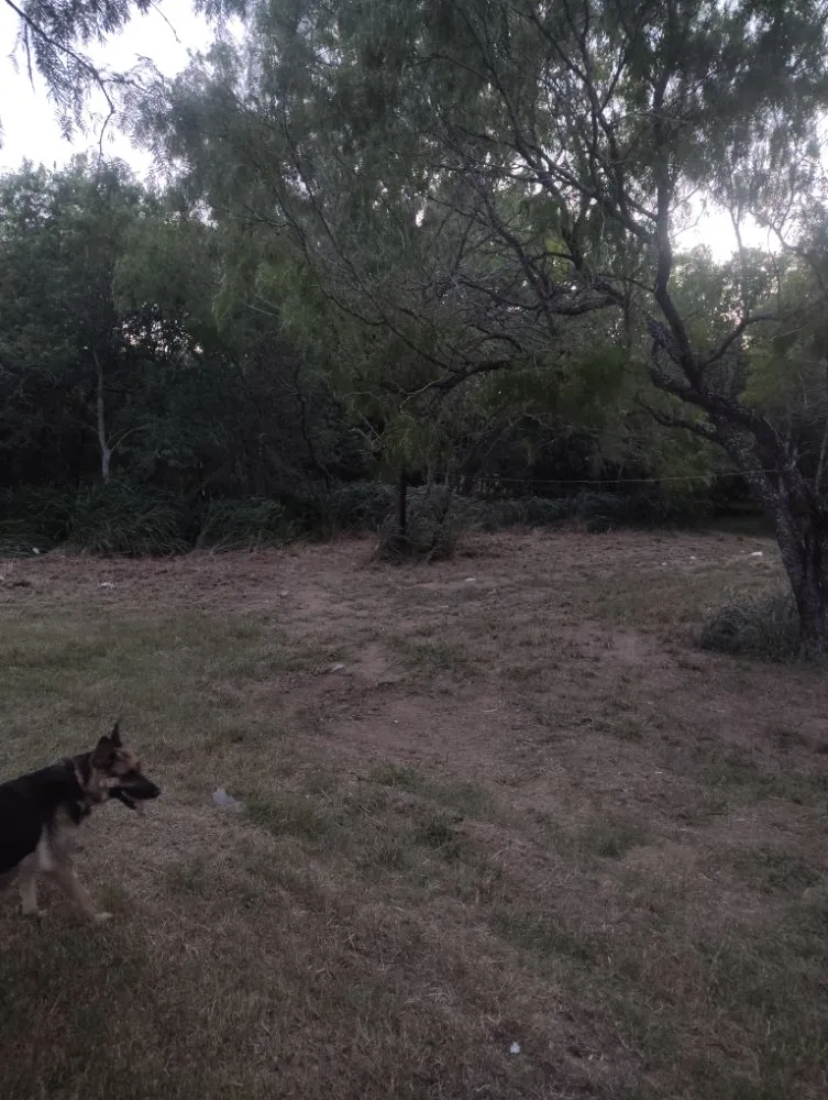 Trusted lawn mowing service in Floresville, TX by Longhorn Lawn Care & Tree Service