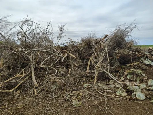 Longhorn Lawn Care & Tree Service