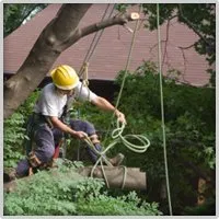 Top-rated lawn care service for beautiful yards across Raleigh, NC - Longhorn Tree Service