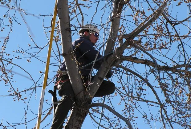 Top-rated yard cleanup service for homes across Raleigh, NC - Longhorn Tree Service