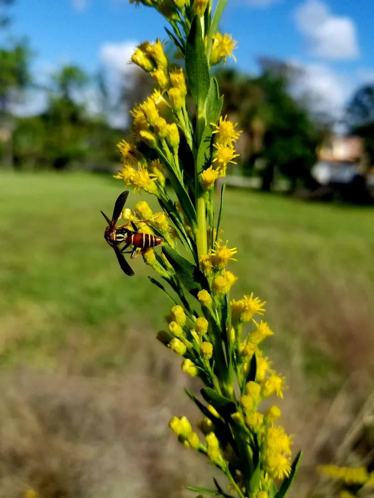 Trusted residential landscaping in Port Salerno, FL - Longleaf Design