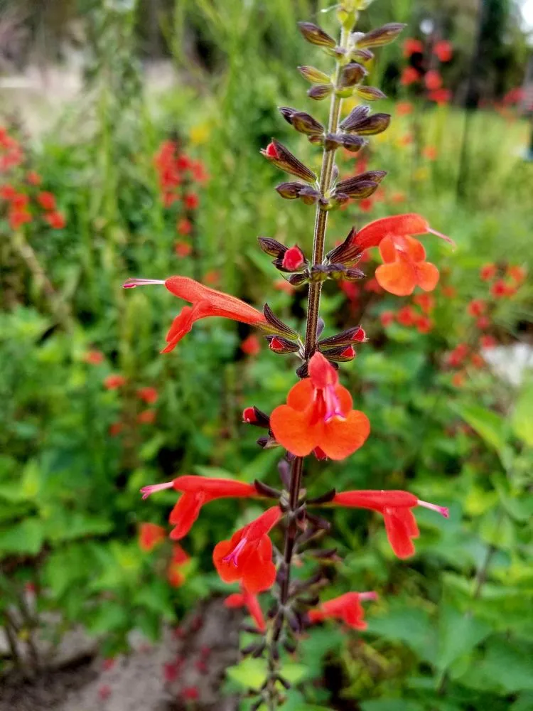 Custom landscape installation for homes in Port Salerno, FL by Longleaf Design