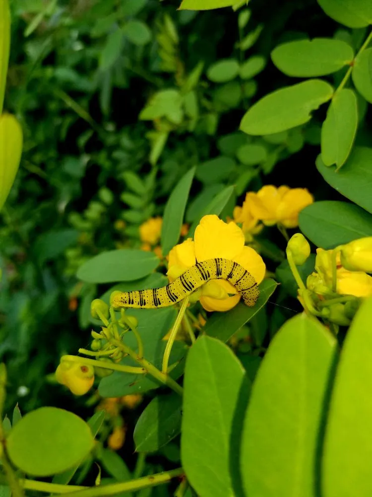 Professional garden landscaping in Port Salerno, FL - Longleaf Design