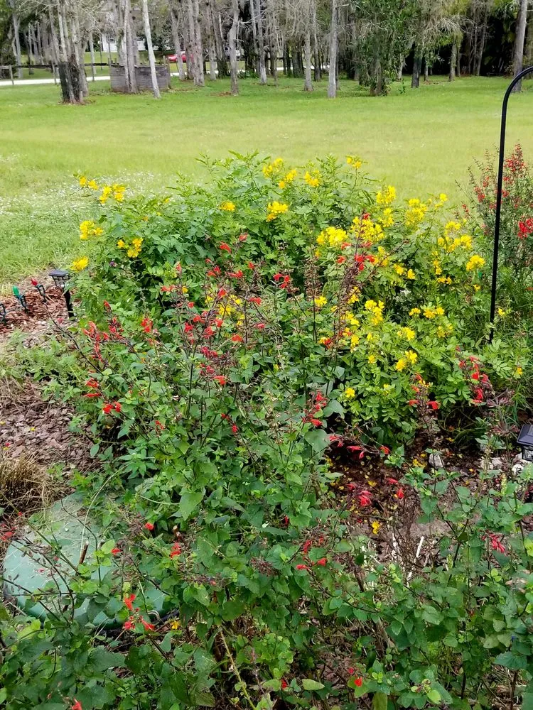 Local lawn care service experts serving Port Salerno, FL - Longleaf Design