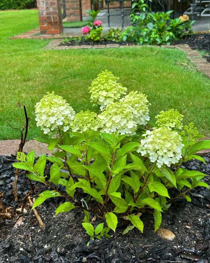 Professional yard maintenance for beautiful yards across Birmingham, AL - Longleaf Outdoors