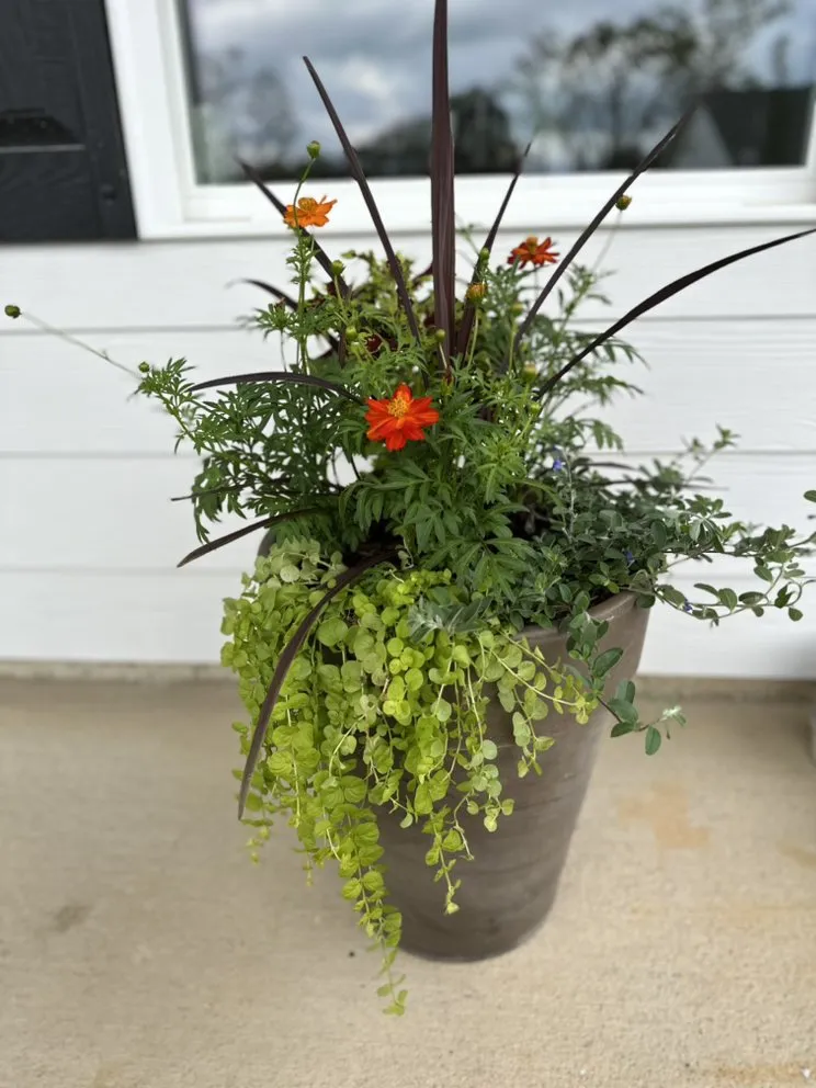 Affordable lawn care service experts serving Birmingham, AL - Longleaf Outdoors