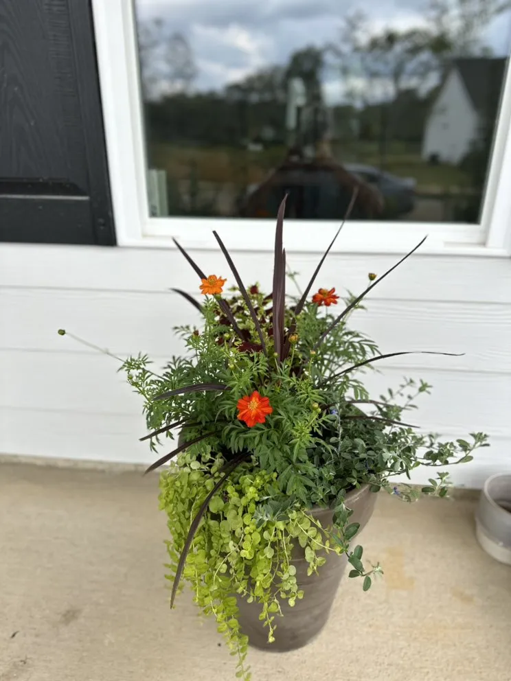 Expert landscape design experts serving Birmingham, AL - Longleaf Outdoors