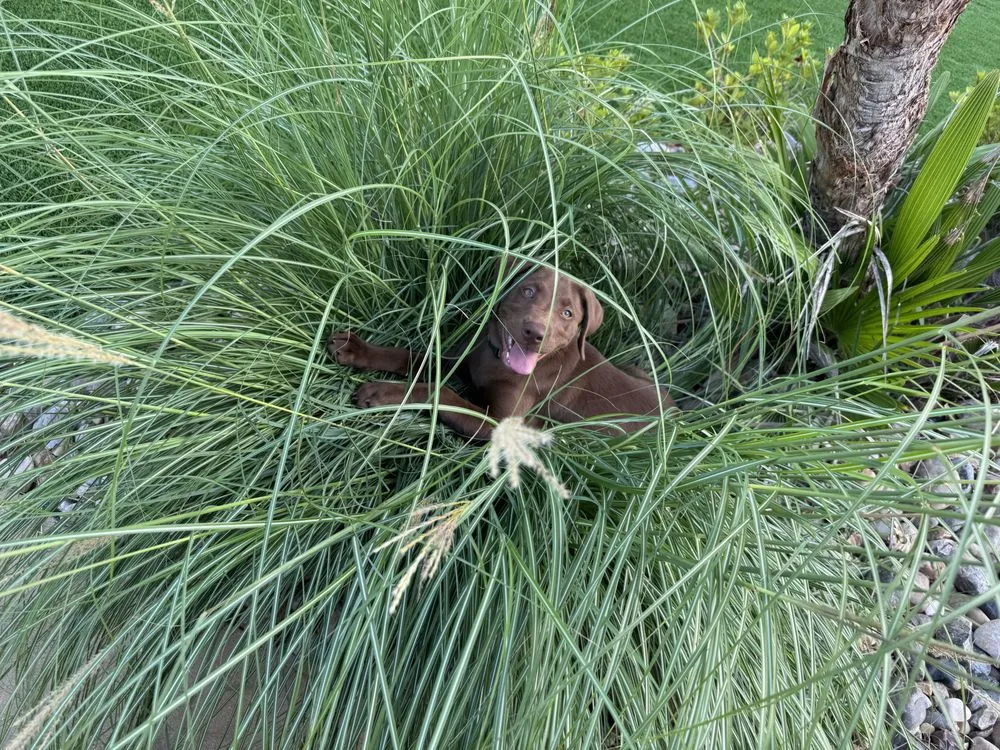 Expert lawn care service in Flint, TX - Long's Irrigation & Landscaping