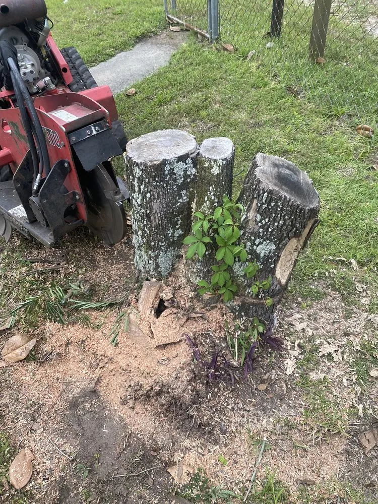Custom yard cleanup service in Charleston, SC by Long's Landscape Management