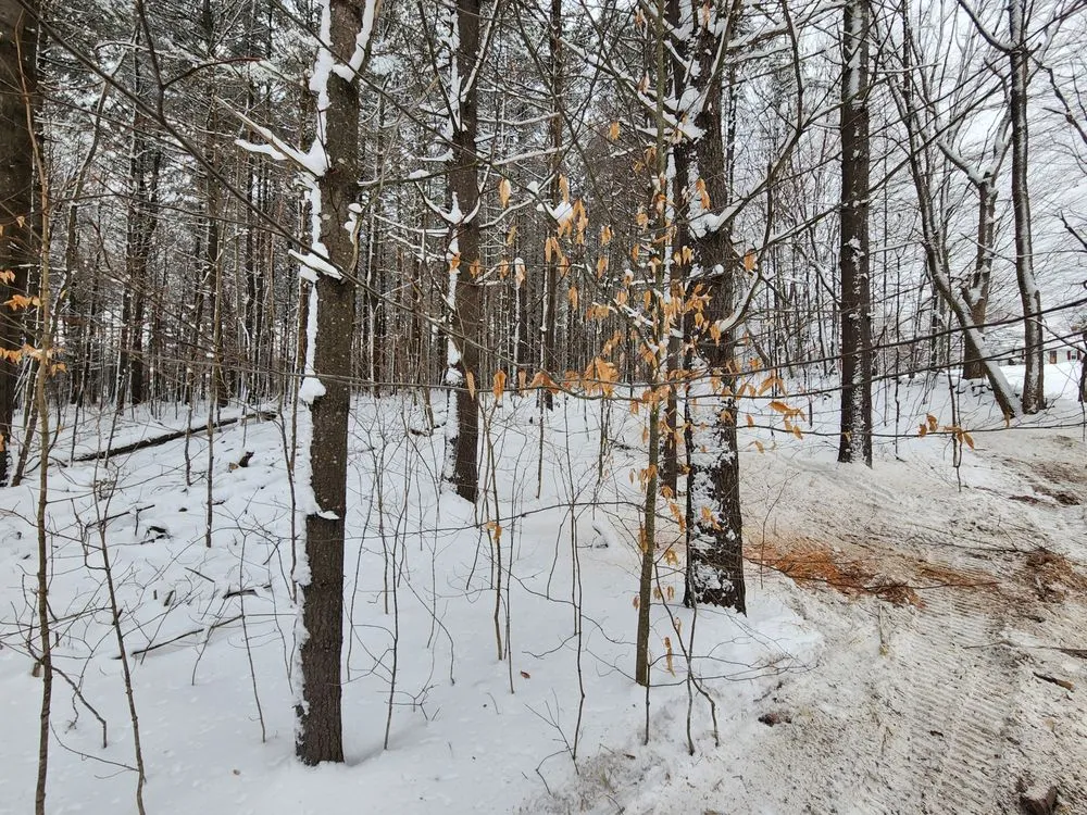 Expert outdoor landscaping in Newbury, VT - Longto Forestry Mulching