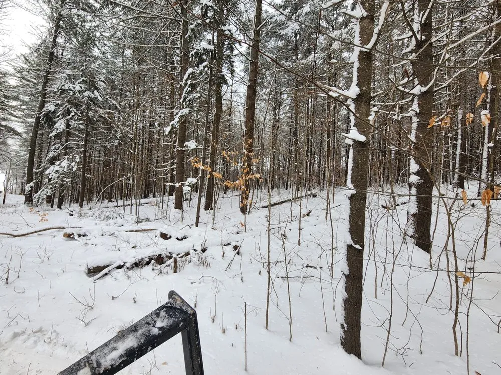 Reliable yard cleanup service for year-round maintenance in Newbury, VT by Longto Forestry Mulching