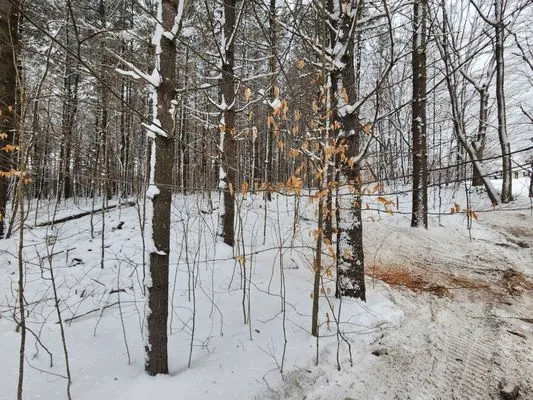 Longto Forestry Mulching