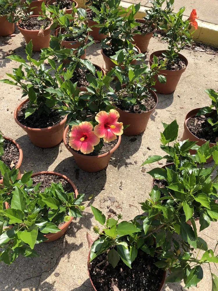 Professional landscaping services for outdoor upgrades in Longview, TX by Longview Garden