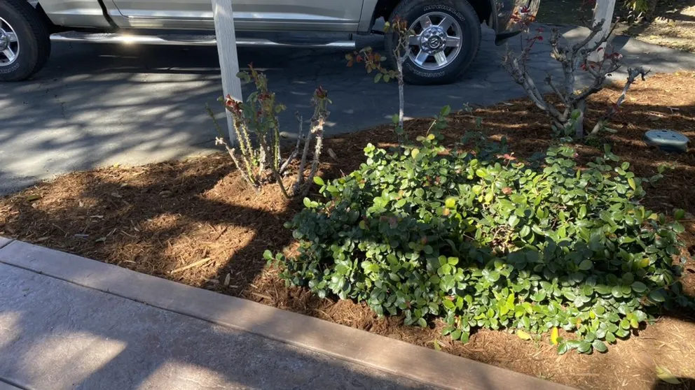 Expert garden landscaping in Lathrop, CA - Longview Landscape