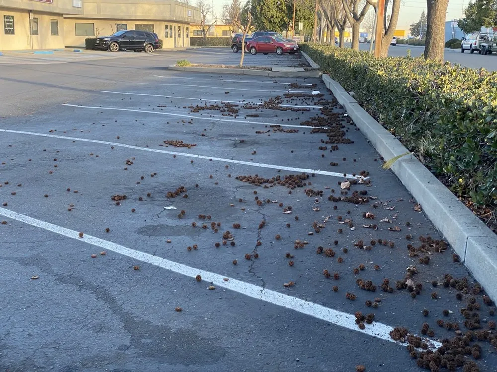 Local landscape design with custom design in Lathrop, CA by Longview Landscape