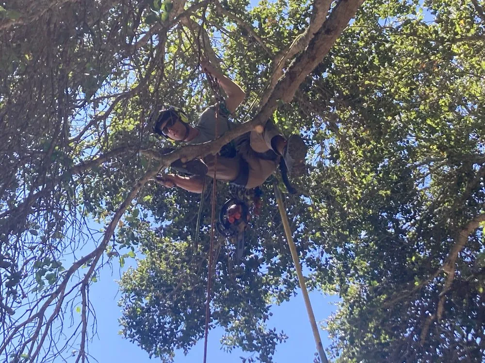 Top-rated residential landscaping in Sebastopol, CA by LongView Tree Care