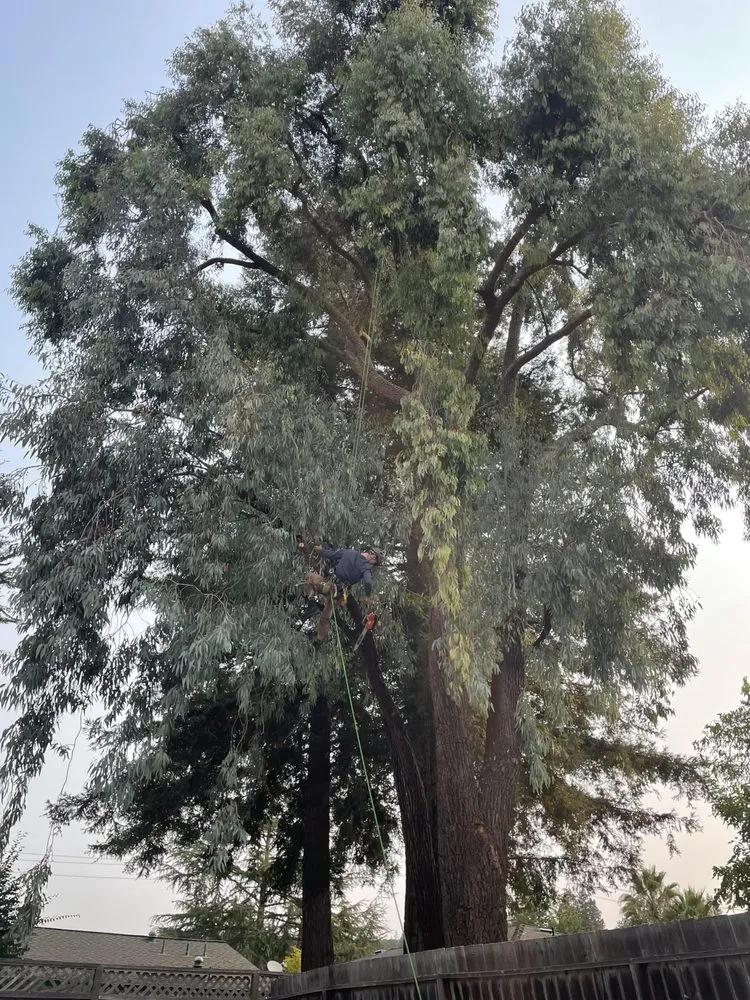 Expert lawn mowing service for residential properties across Sebastopol, CA - LongView Tree Care