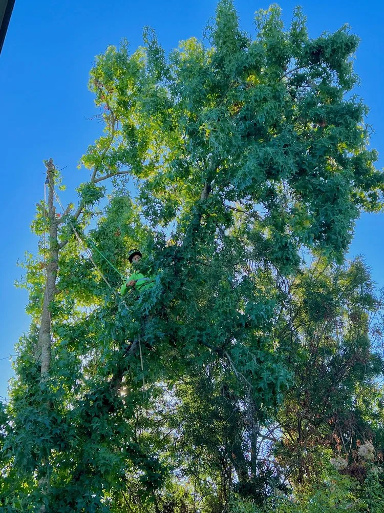 Top-rated residential landscaping for beautiful yards across Sebastopol, CA - LongView Tree Care