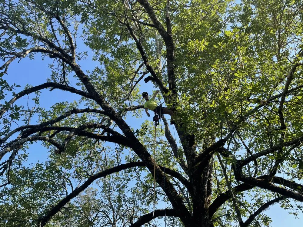 Top-rated landscape installation for homes in Sebastopol, CA by LongView Tree Care