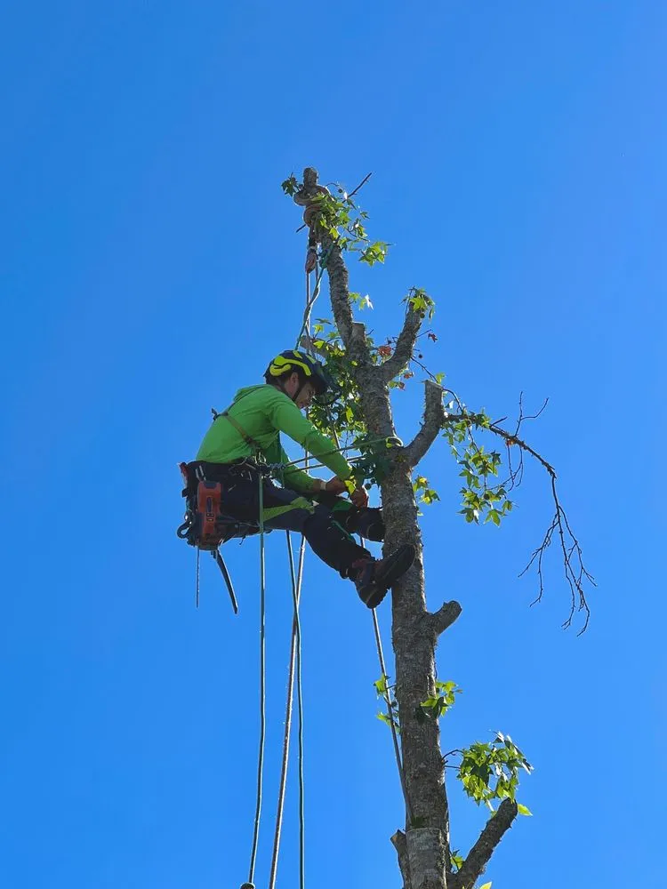 Expert yard maintenance near you in Sebastopol, CA by LongView Tree Care