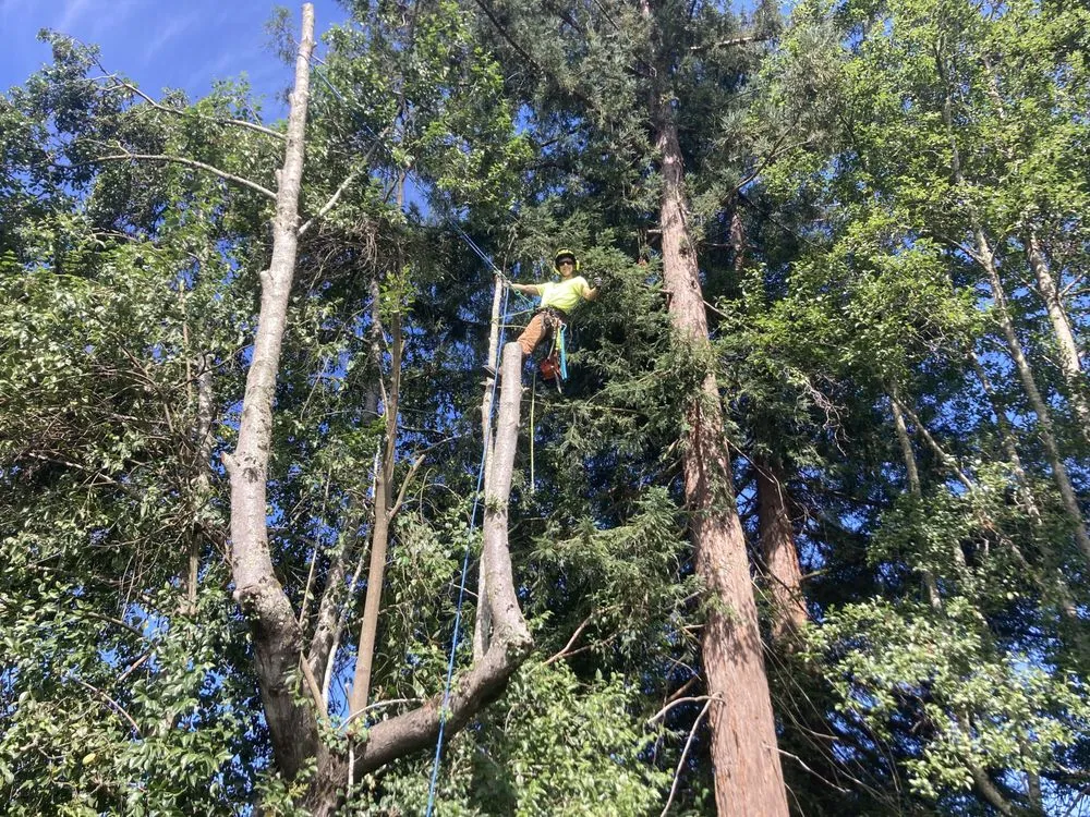 Local outdoor landscaping in Sebastopol, CA by LongView Tree Care