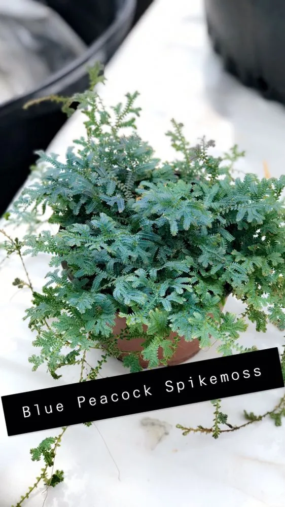 Reliable outdoor landscaping experts serving Geneva, FL - Longwood Gardens Nursery And Landscaping