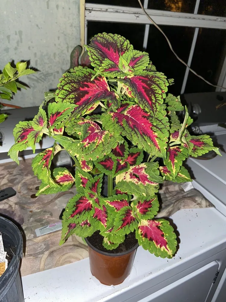 Expert landscaping services in Geneva, FL - Longwood Gardens Nursery And Landscaping