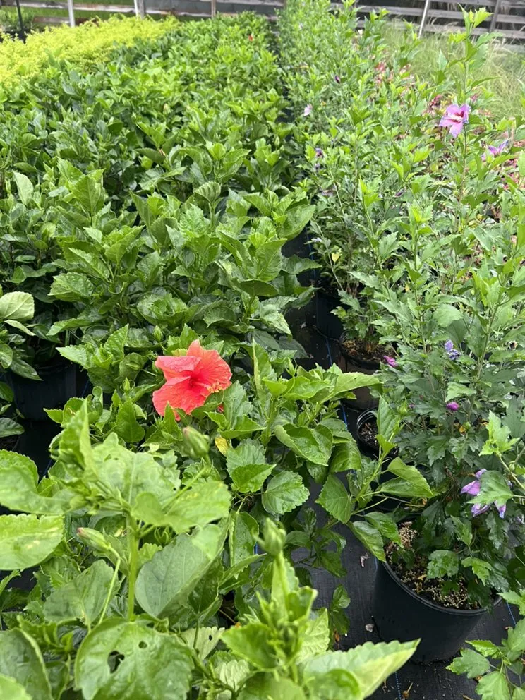 Local landscaping services for outdoor upgrades across Geneva, FL - Longwood Gardens Nursery And Landscaping