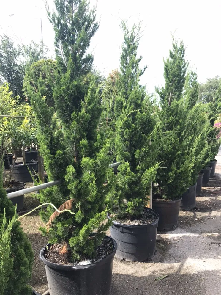 Expert residential landscaping in Geneva, FL by Longwood Gardens Nursery And Landscaping