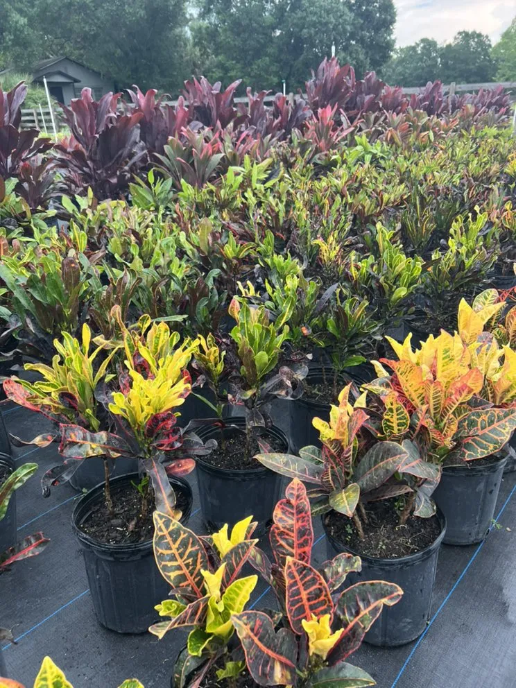Affordable outdoor landscaping in Geneva, FL - Longwood Gardens Nursery And Landscaping
