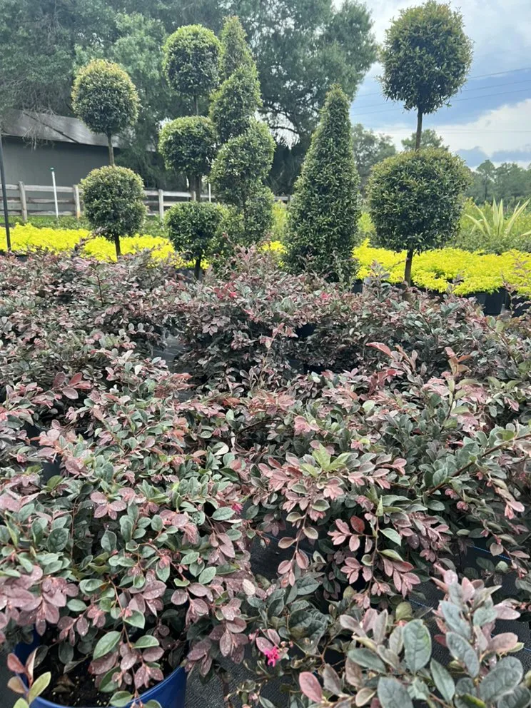 Reliable yard cleanup service experts serving Geneva, FL - Longwood Gardens Nursery And Landscaping