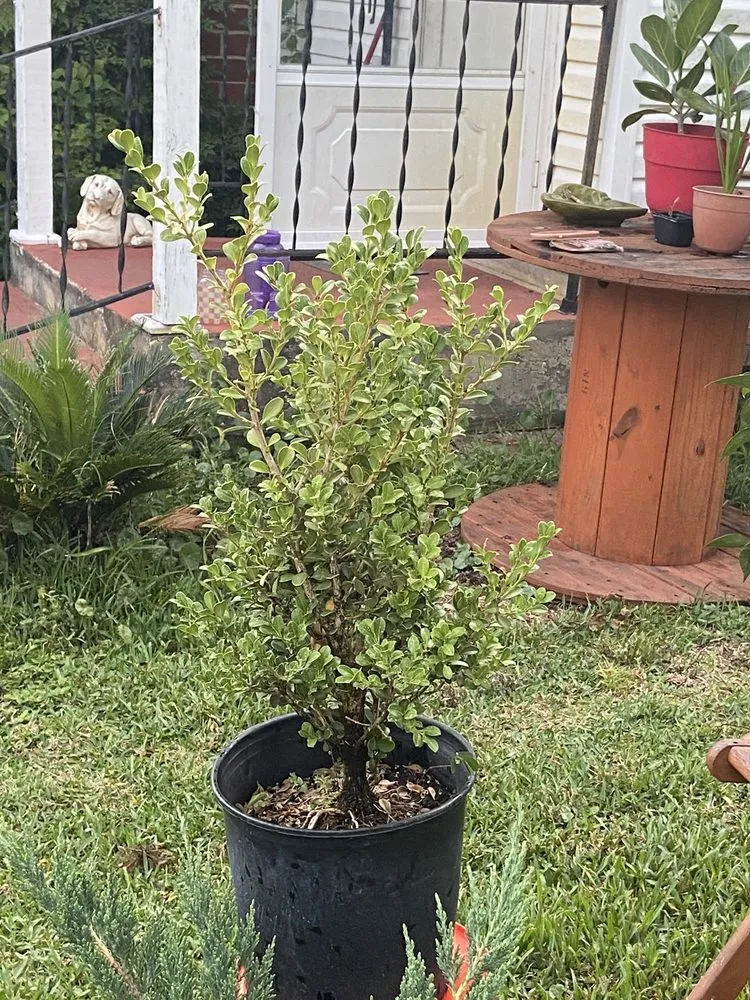 Trusted lawn mowing service near you across Geneva, FL - Longwood Gardens Nursery And Landscaping