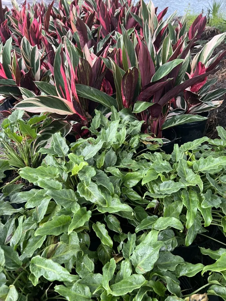 Custom outdoor landscaping in Geneva, FL - Longwood Gardens Nursery And Landscaping