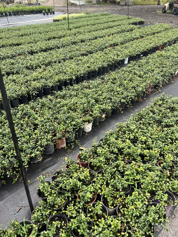 Expert lawn mowing service in Geneva, FL by Longwood Gardens Nursery And Landscaping