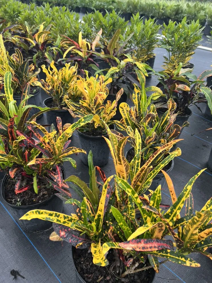 Top-rated lawn mowing service experts serving Geneva, FL - Longwood Gardens Nursery And Landscaping