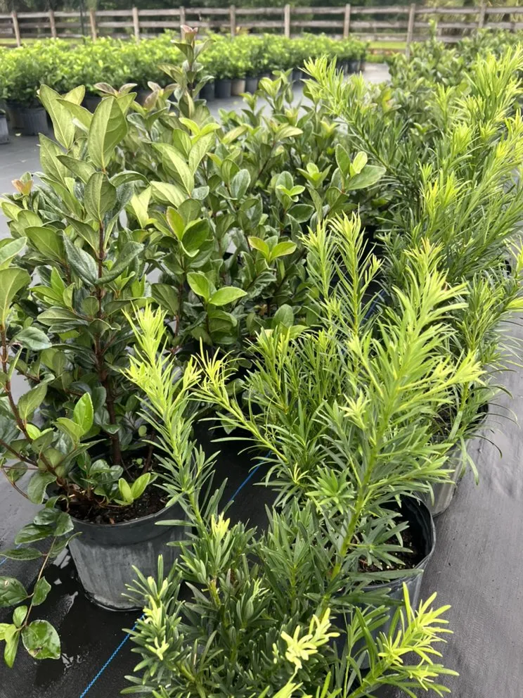 Trusted residential landscaping in Geneva, FL by Longwood Gardens Nursery And Landscaping