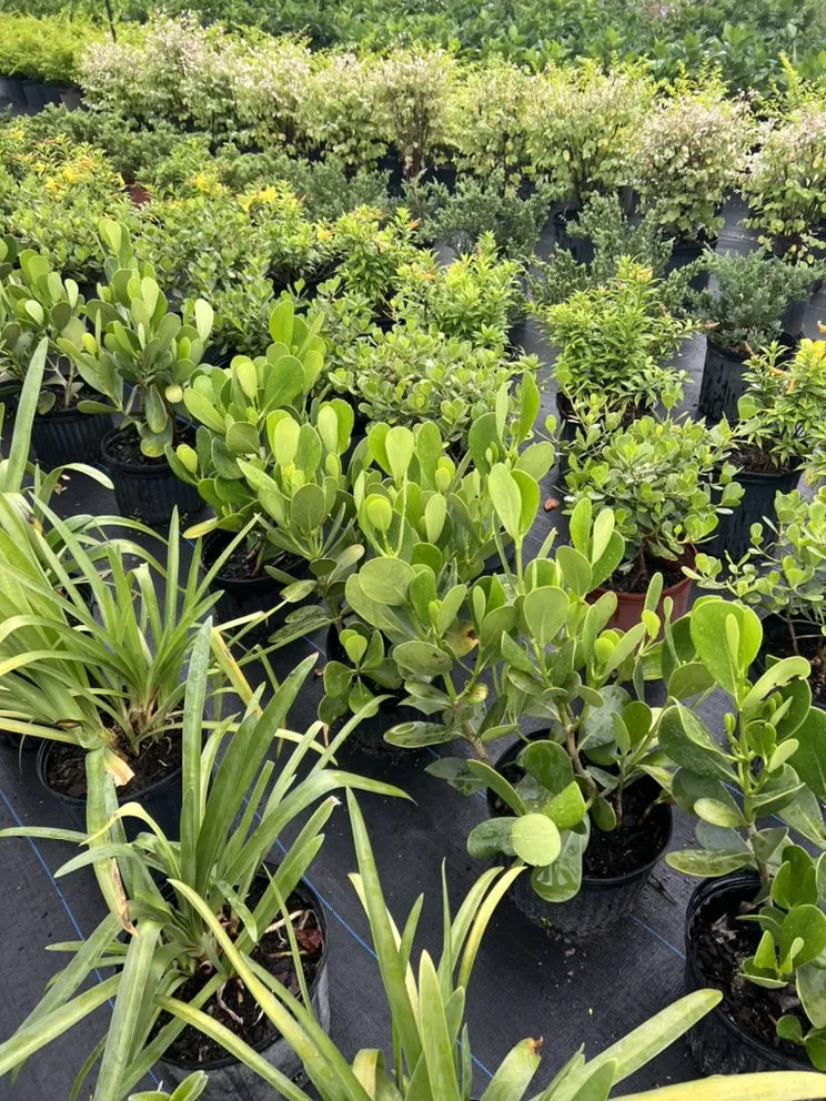 Top-rated landscape design for outdoor upgrades across Geneva, FL - Longwood Gardens Nursery And Landscaping