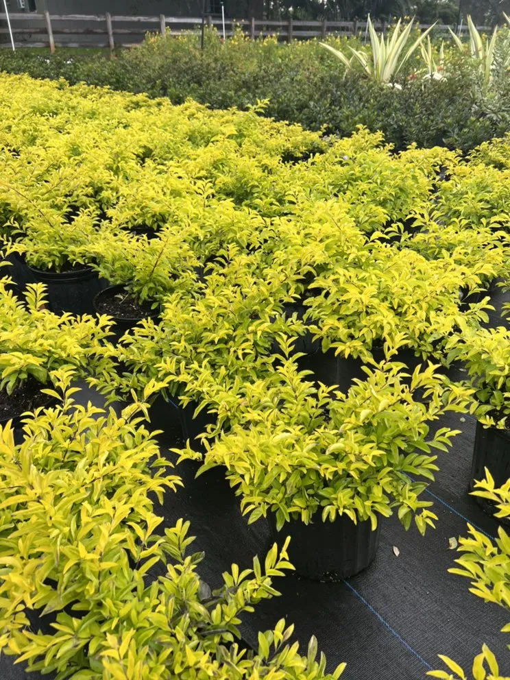 Affordable garden landscaping for year-round maintenance across Geneva, FL - Longwood Gardens Nursery And Landscaping