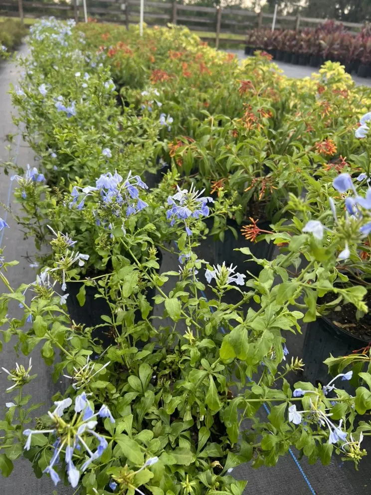 Professional lawn care service in Geneva, FL by Longwood Gardens Nursery And Landscaping