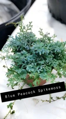 Longwood Gardens Nursery And Landscaping