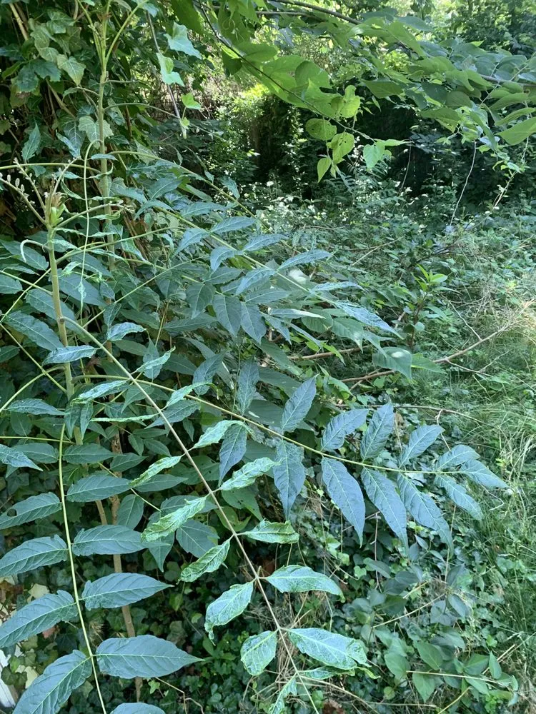 Reliable residential landscaping for residential properties across East Cleveland, OH - Lonnie Lawns