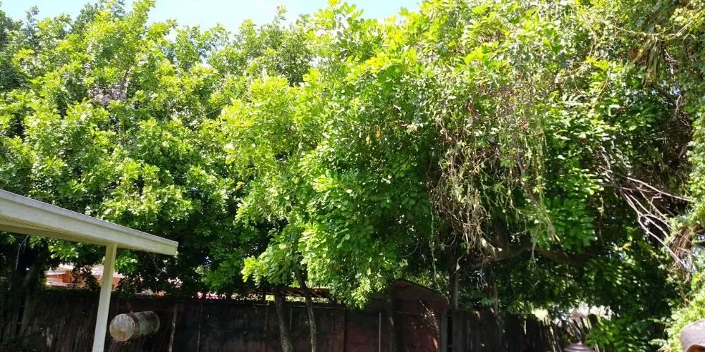 Professional lawn mowing service for outdoor upgrades in Sarasota, FL by Lon's Tree & Landscaping Services