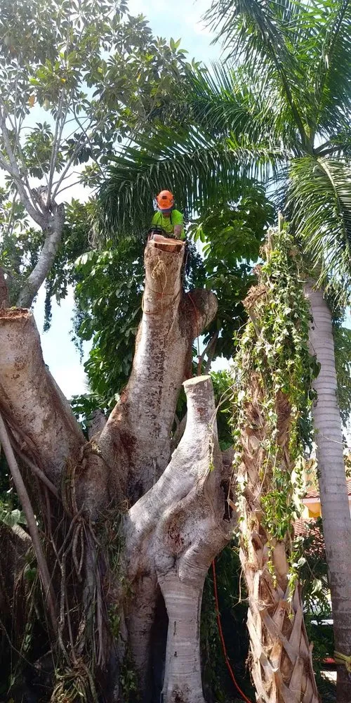 Expert landscape installation in Sarasota, FL by Lon's Tree & Landscaping Services