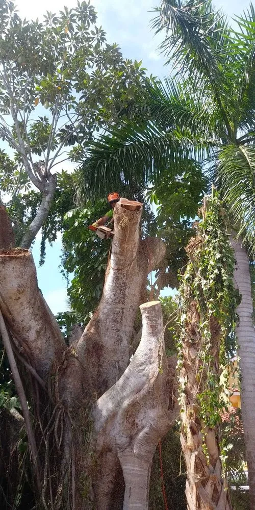 Reliable landscape installation in Sarasota, FL by Lon's Tree & Landscaping Services