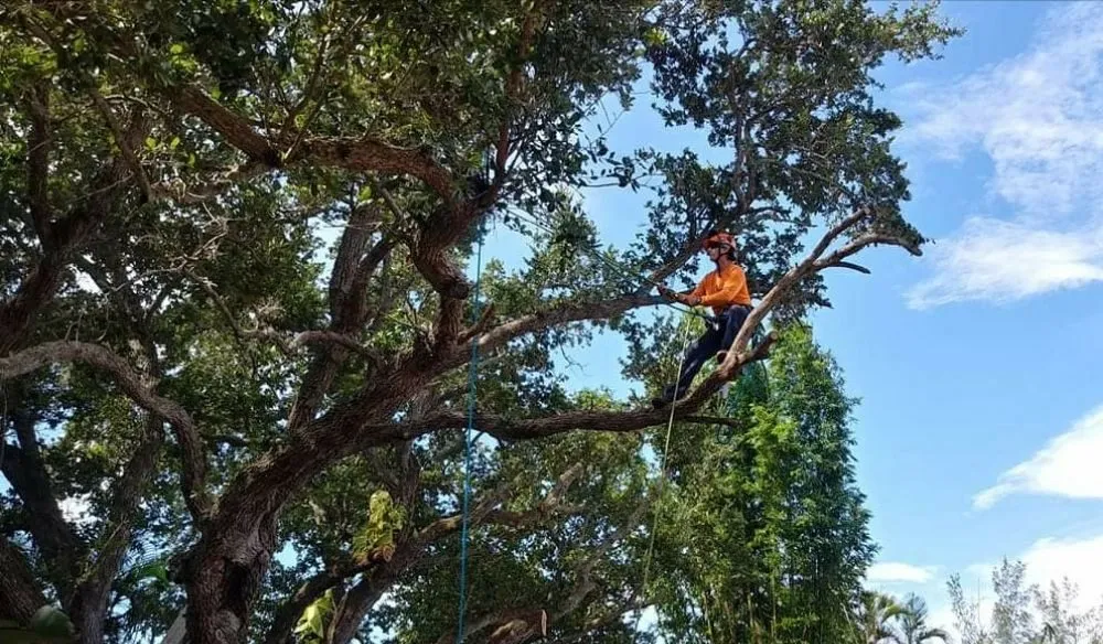 Custom outdoor landscaping with custom design across Sarasota, FL - Lon's Tree & Landscaping Services