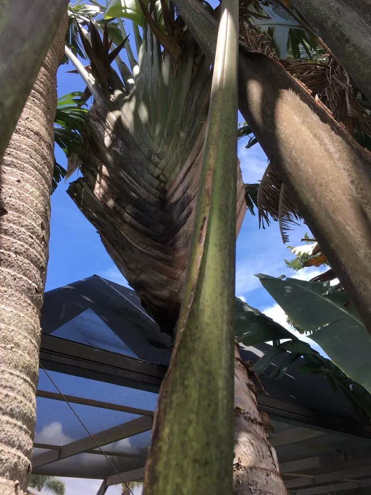 Custom residential landscaping for beautiful yards in Sarasota, FL by Lon's Tree & Landscaping Services