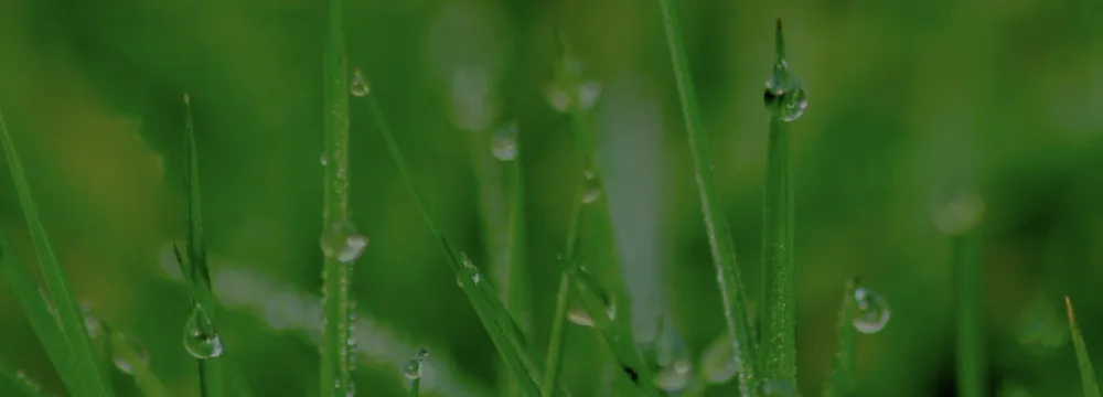 Top-rated outdoor landscaping for year-round maintenance in Oakton, VA by Looking Sharpe Landscapes